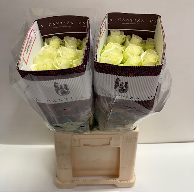 Rosa ec miss white CT.jpg